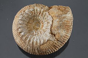 Ammoniten 3508